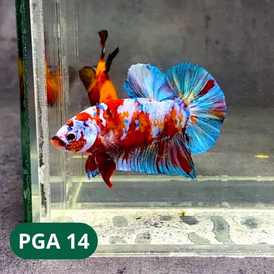 King Giant Plakat Male Betta Fish | You Pick Fish | High Grade
