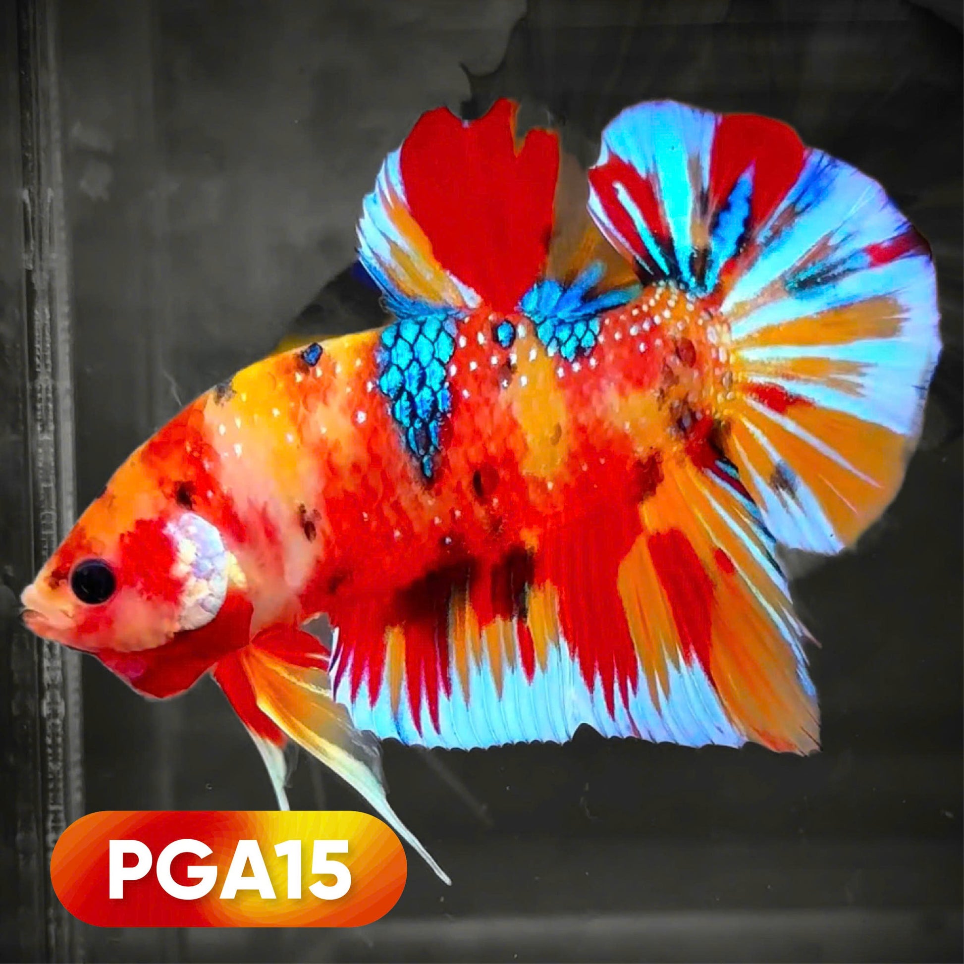 Koi Multicolor Giant Male Betta Fish