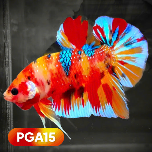 Koi Multicolor Giant Male Betta Fish