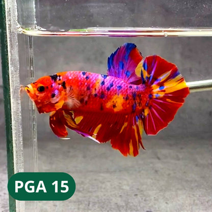 King Giant Plakat Male Betta Fish | You Pick Fish | High Grade