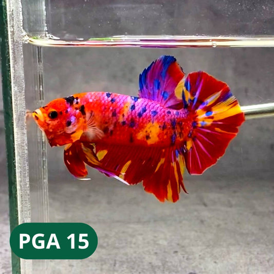 King Giant Plakat Male Betta Fish | You Pick Fish | High Grade