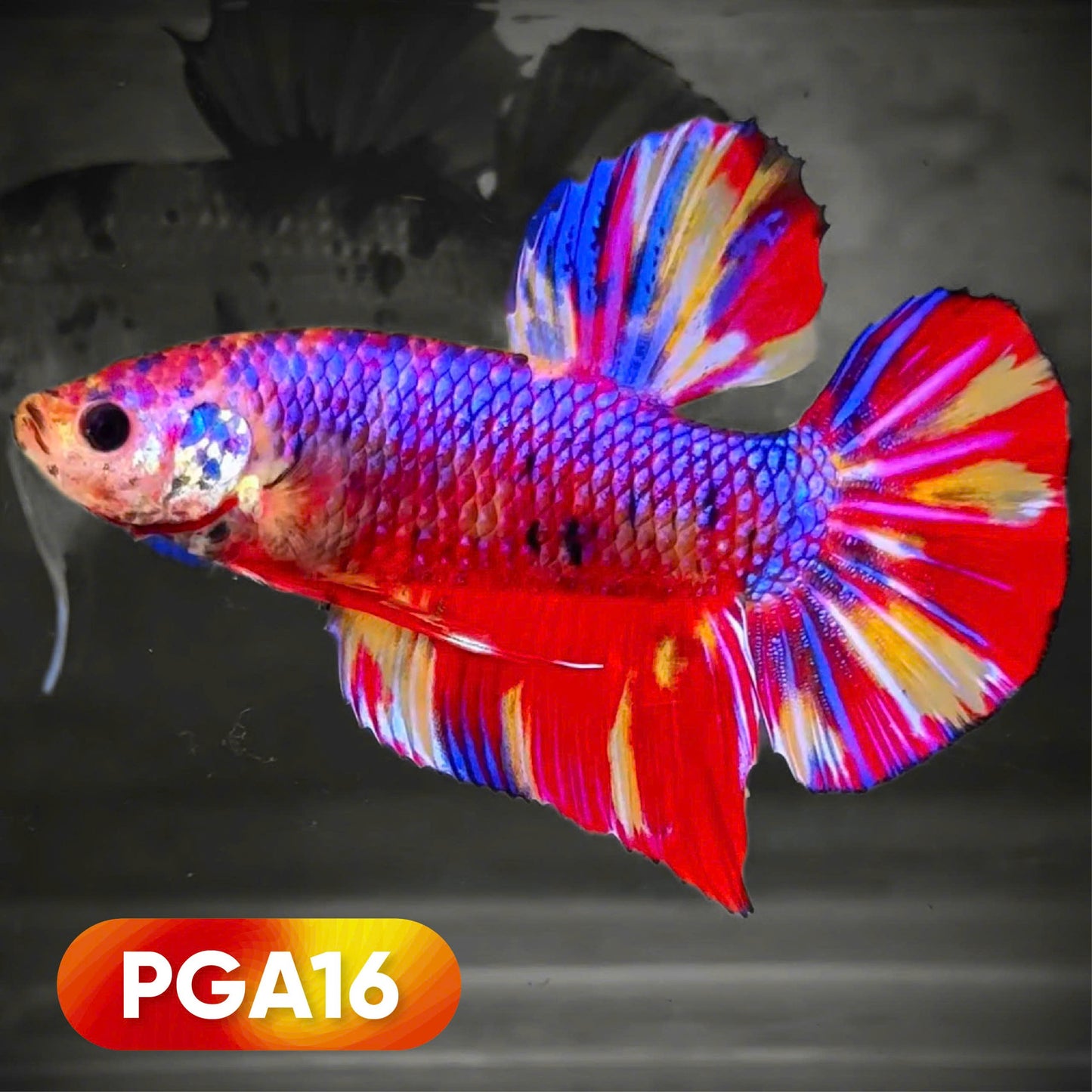 Koi Purple Giant Male Betta Fish