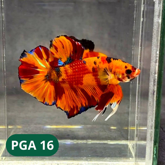King Giant Plakat Male Betta Fish | You Pick Fish | High Grade