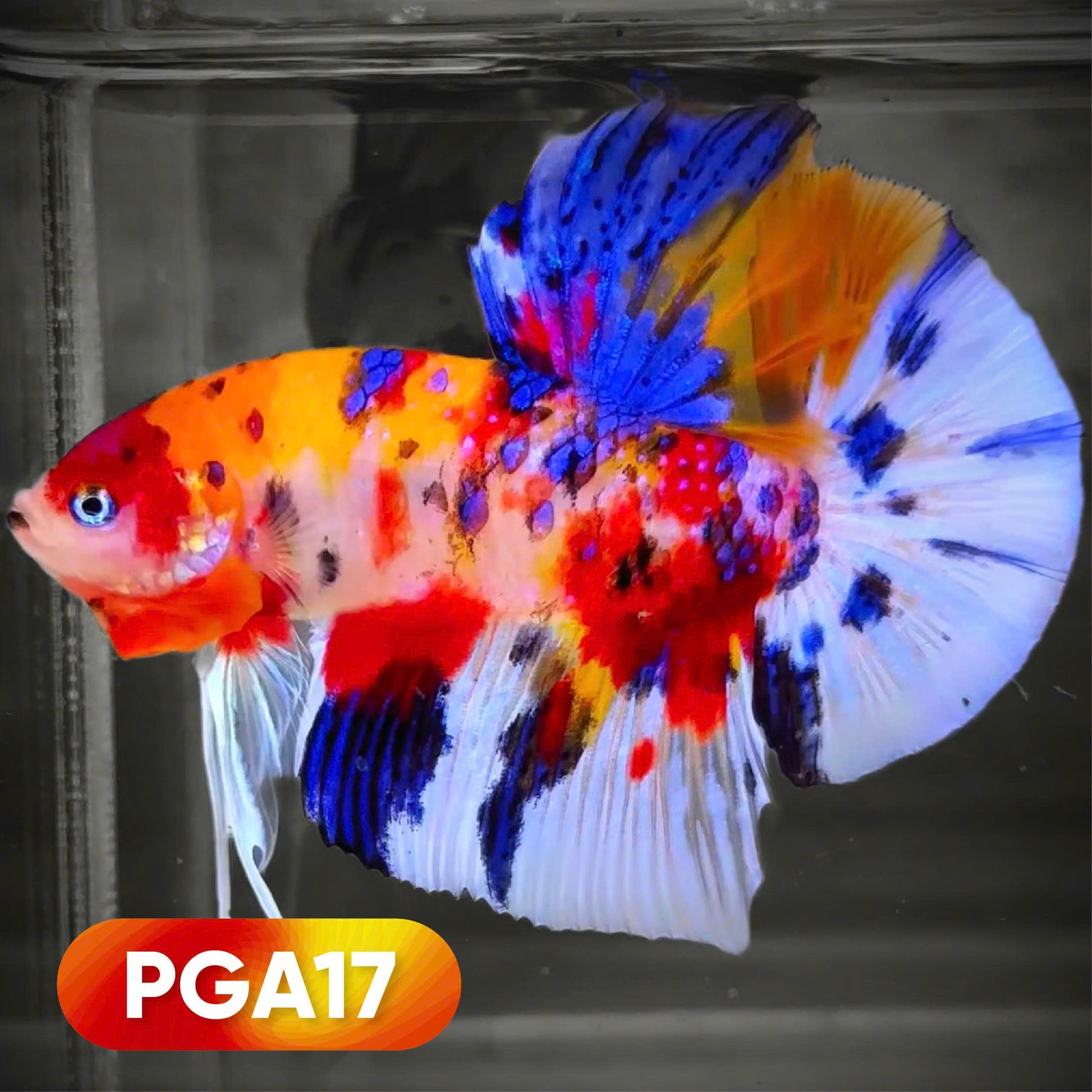 Colorful Koi Giant Male Betta Fish