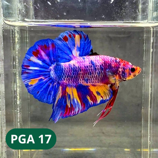 King Giant Plakat Male Betta Fish | You Pick Fish | High Grade
