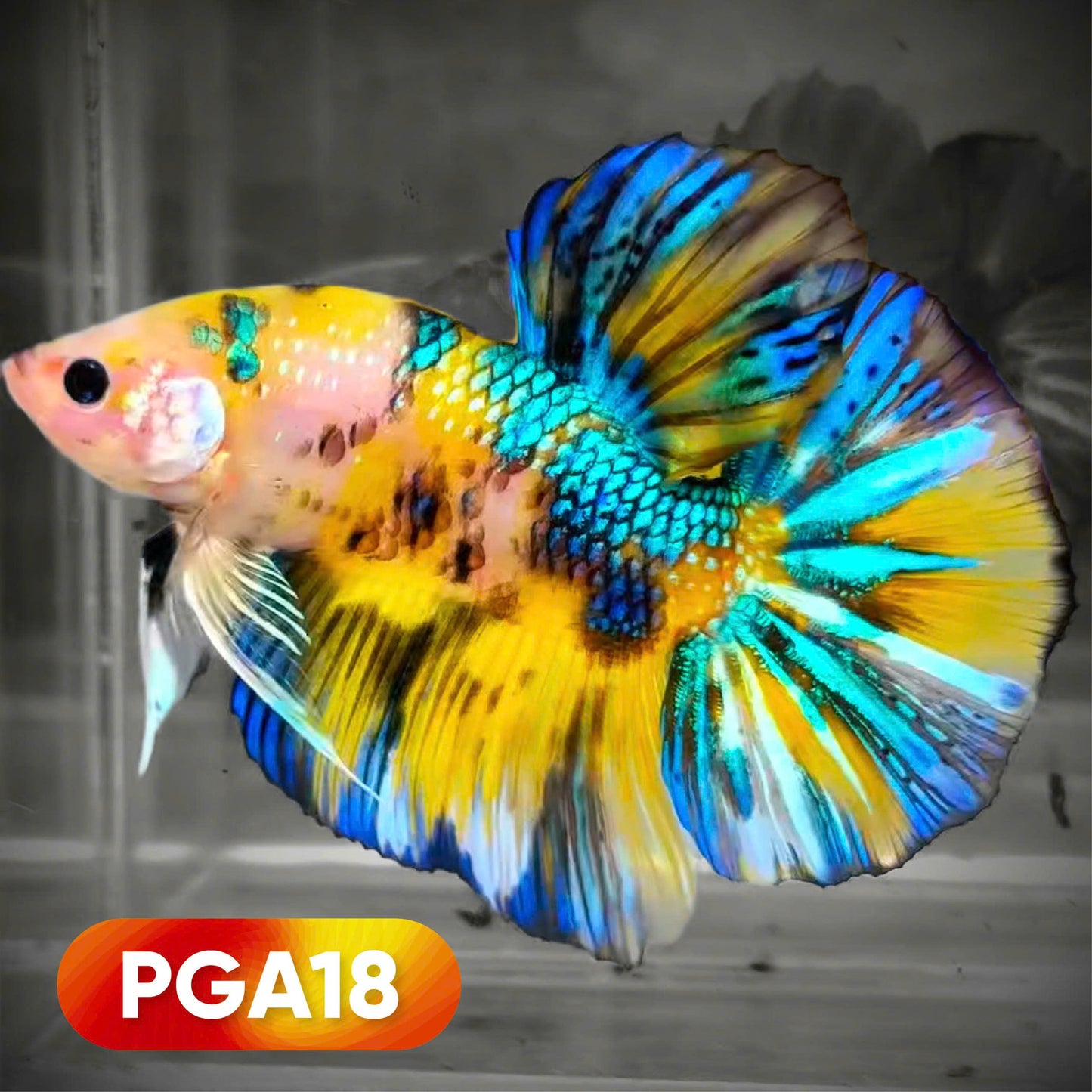 Koi Yellow Green Metallic Scale Giant Betta Fish
