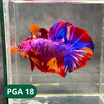 King Giant Plakat Male Betta Fish | You Pick Fish | High Grade