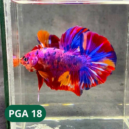 King Giant Plakat Male Betta Fish | You Pick Fish | High Grade