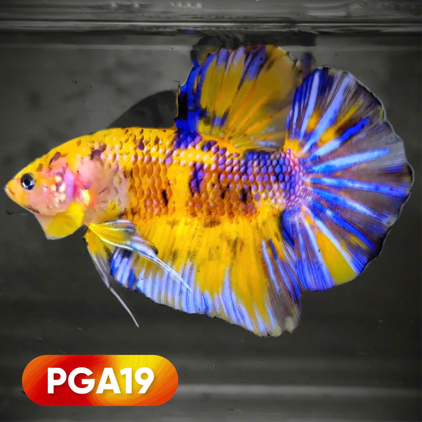 Colorful giant betta fish with vibrant yellow and blue colors on a dark background