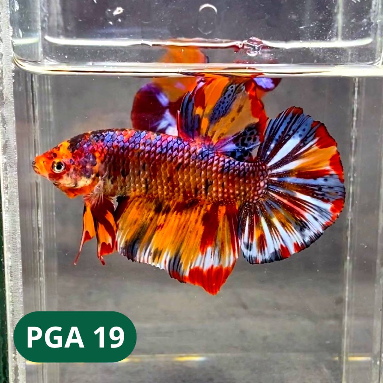 King Giant Plakat Male Betta Fish | You Pick Fish | High Grade