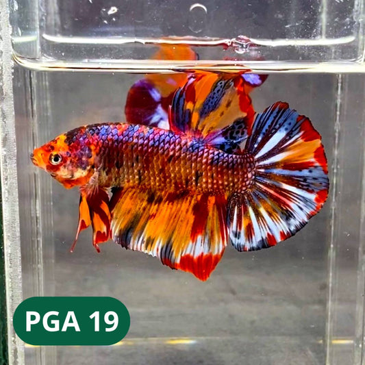 King Giant Plakat Male Betta Fish | You Pick Fish | High Grade