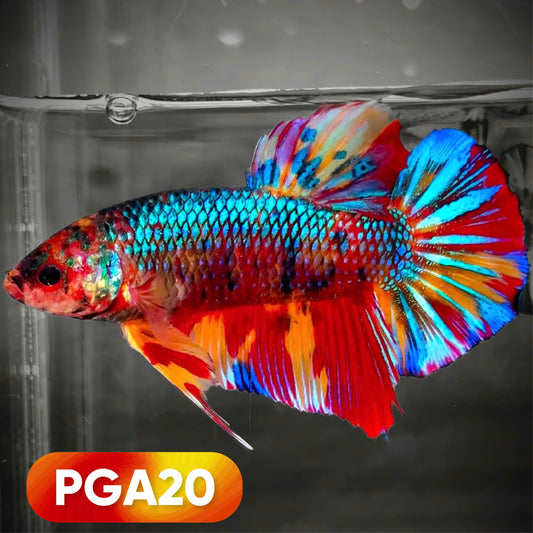 Colorful giant betta fish with vibrant red, blue, and orange colors in an aquarium.
