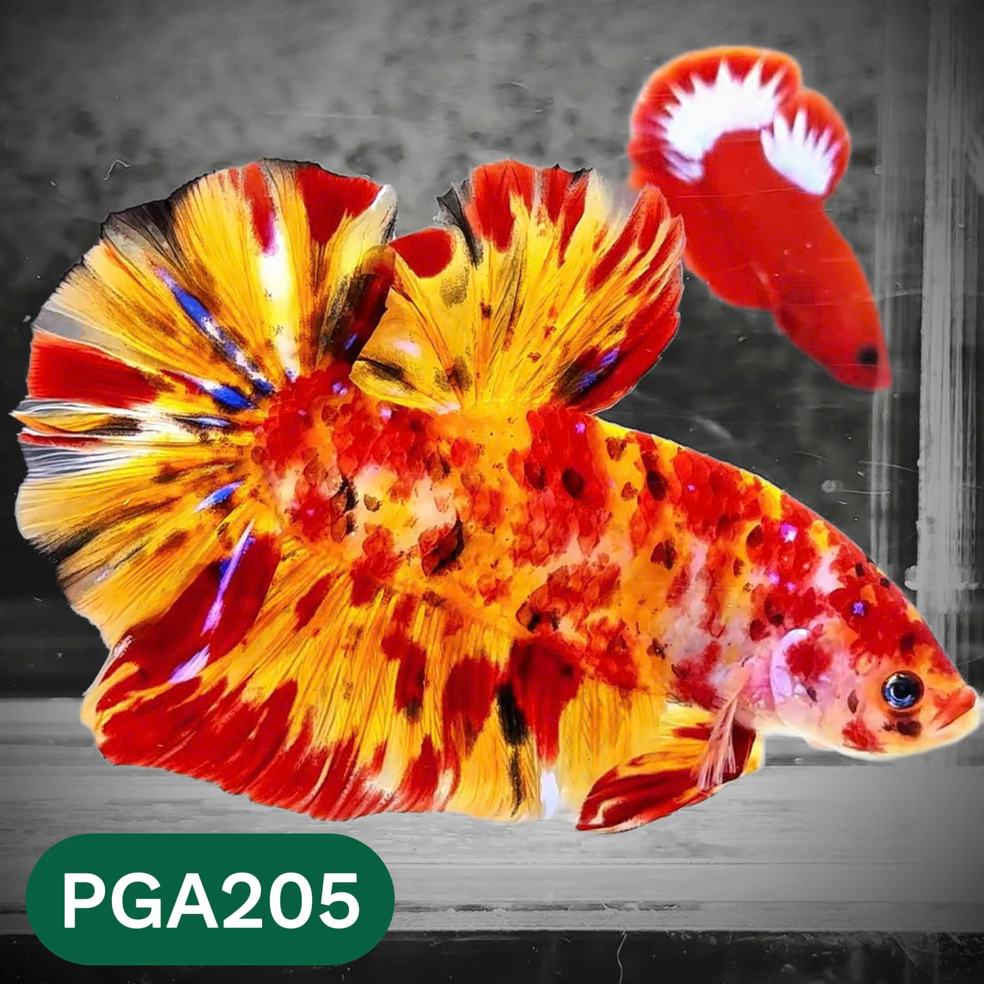 King Giant Plakat Male Betta Fish | You Pick Fish | High Grade