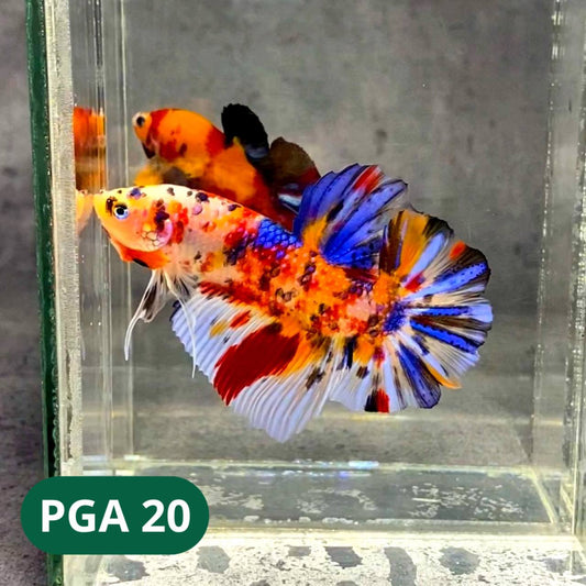 King Giant Plakat Male Betta Fish | You Pick Fish | High Grade