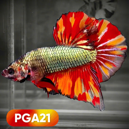 Dragon Scale Giant Betta Fish