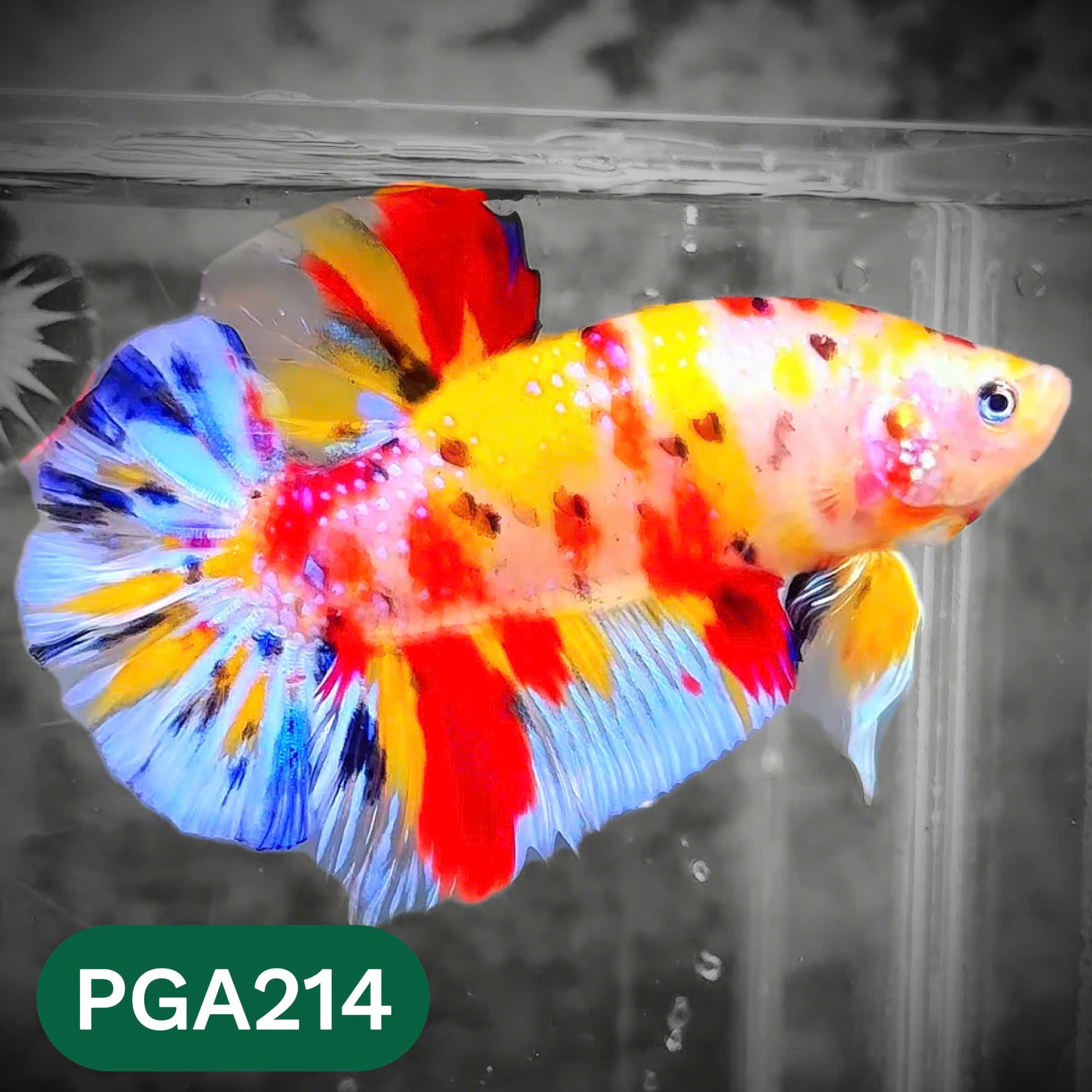 King Giant Plakat Male Betta Fish | You Pick Fish | High Grade
