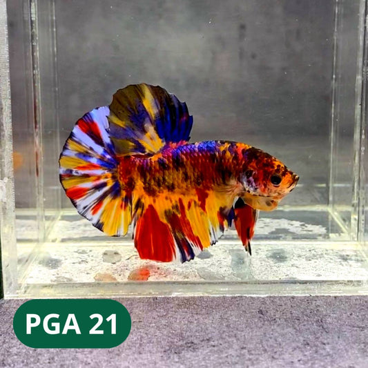 King Giant Plakat Male Betta Fish | You Pick Fish | High Grade