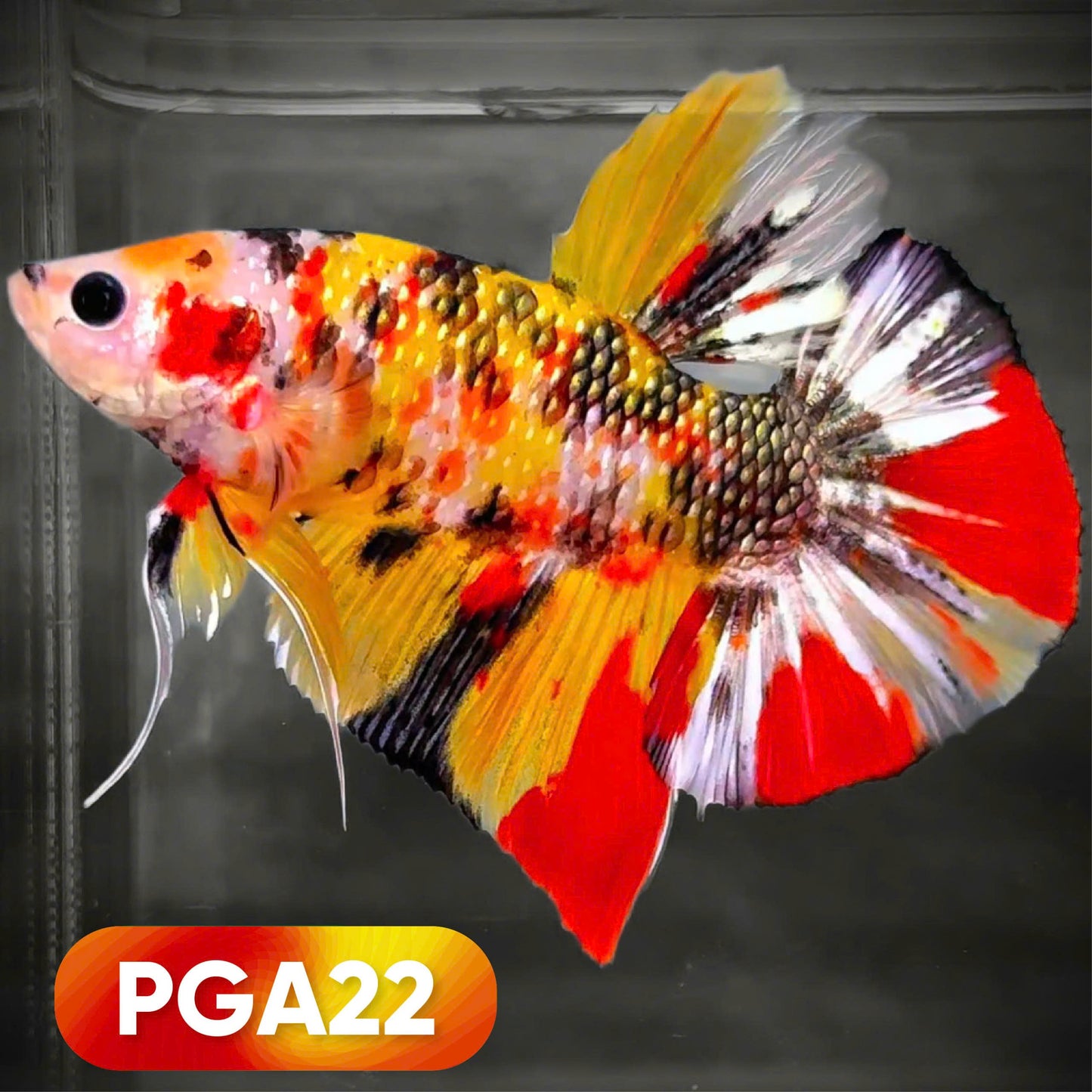 Koi Yellow Base Giant Betta Fish