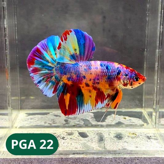 King Giant Plakat Male Betta Fish | You Pick Fish | High Grade