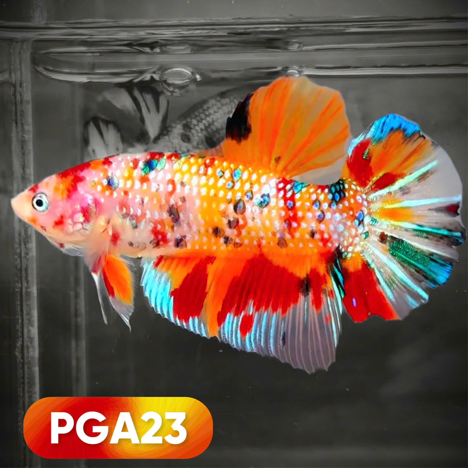 Koi Metallic Giant Betta Fish