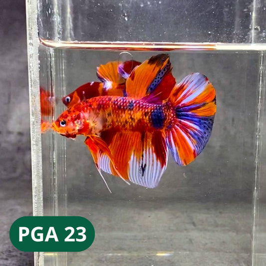 King Giant Plakat Male Betta Fish | You Pick Fish | High Grade