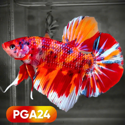 Colorful giant betta fish with intricate patterns on a dark background