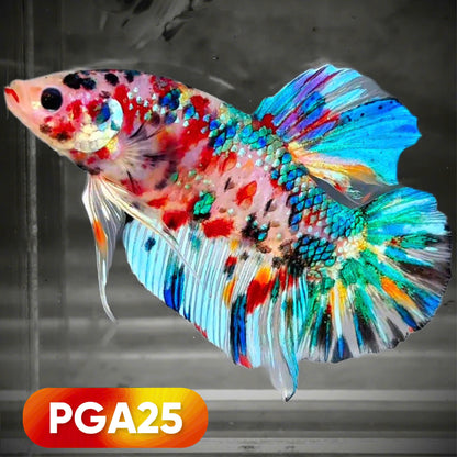 Multicolor Giant Plakat Male Betta Fish