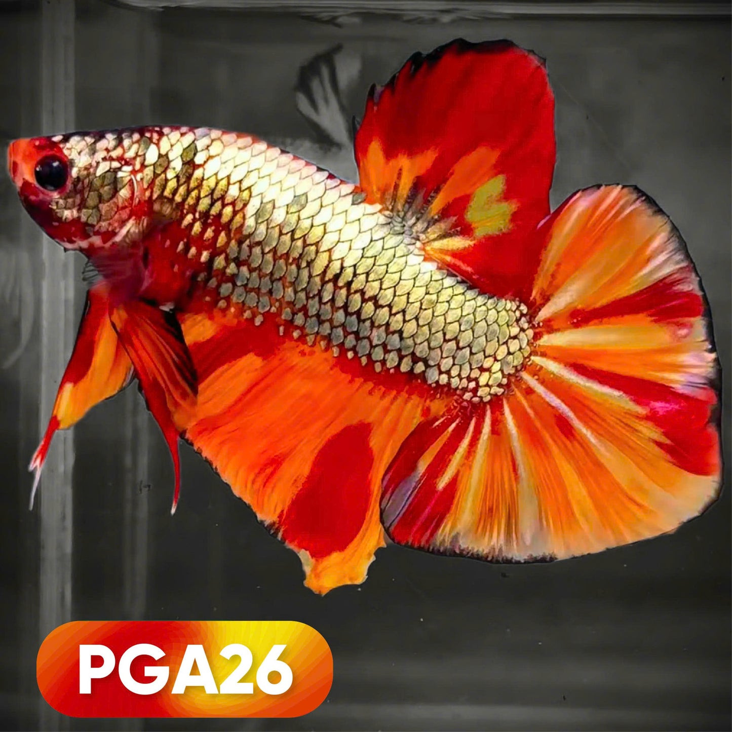 Nemo Fire Dragon Scale Giant Betta Fish