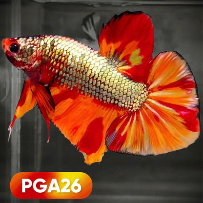 Nemo Fire Dragon Scale Giant Betta Fish