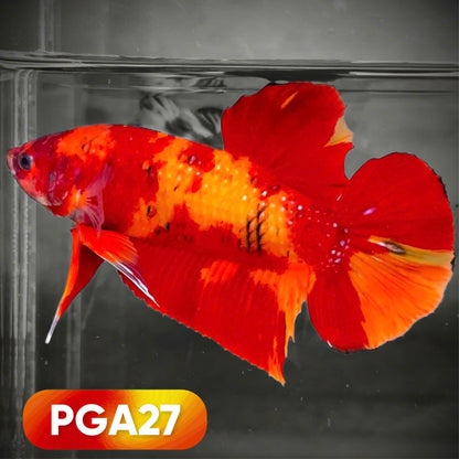 Nemo Fire Giant Betta Fish
