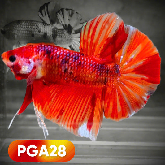 Koi Nemo Fire Giant Betta Fish