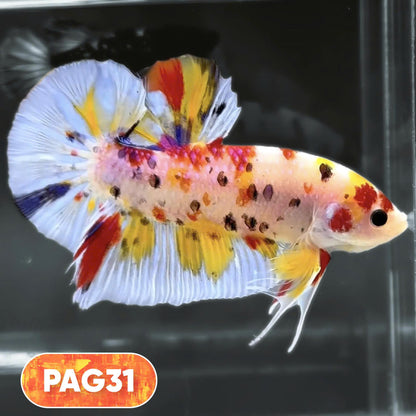 King Giant Plakat Male Betta Fish | You Pick Fish | High Grade