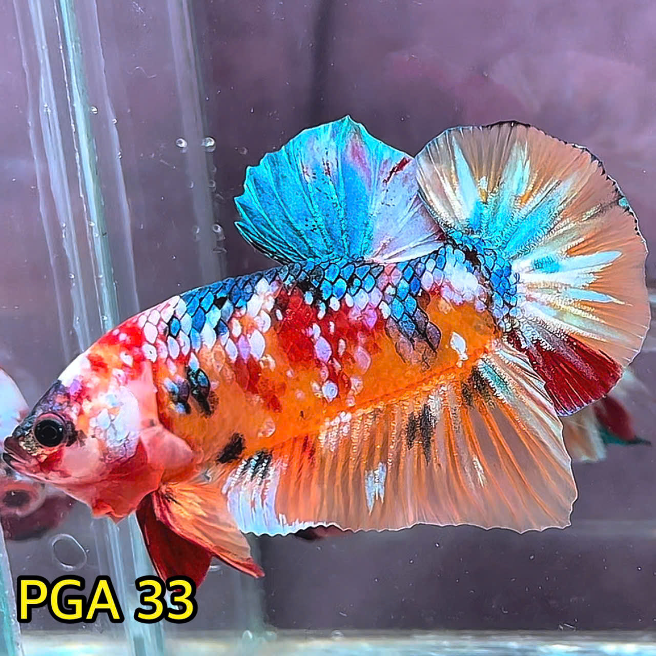 King Giant Plakat Male Betta Fish | You Pick Fish | High Grade