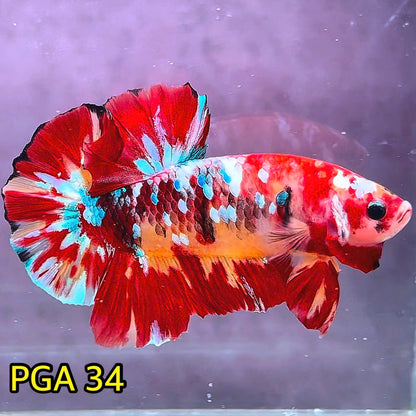 King Giant Plakat Male Betta Fish | You Pick Fish | High Grade