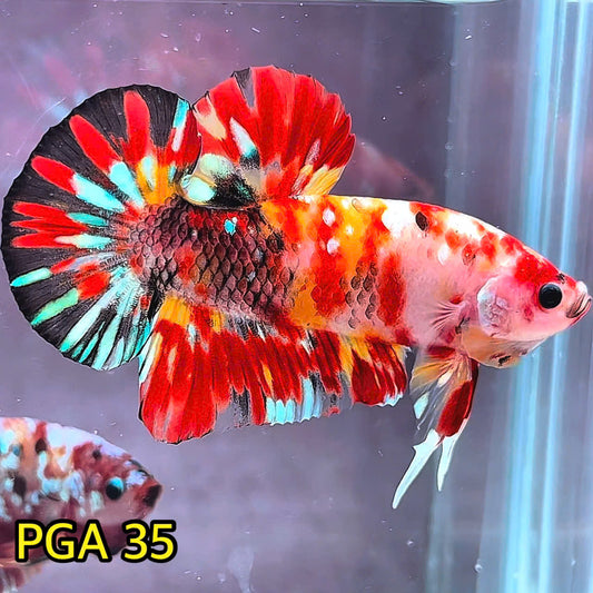 King Giant Plakat Male Betta Fish | You Pick Fish | High Grade