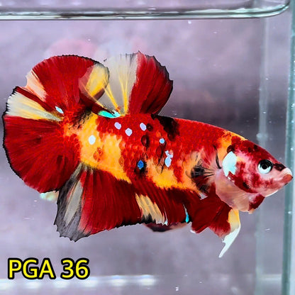 King Giant Plakat Male Betta Fish | You Pick Fish | High Grade