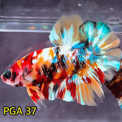 King Giant Plakat Male Betta Fish | You Pick Fish | High Grade