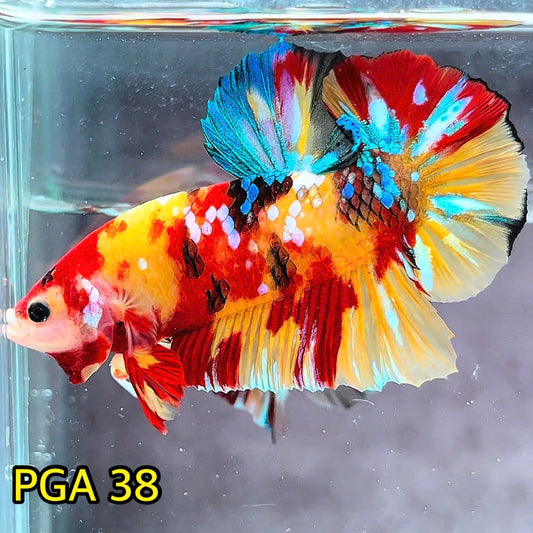 King Giant Plakat Male Betta Fish | You Pick Fish | High Grade