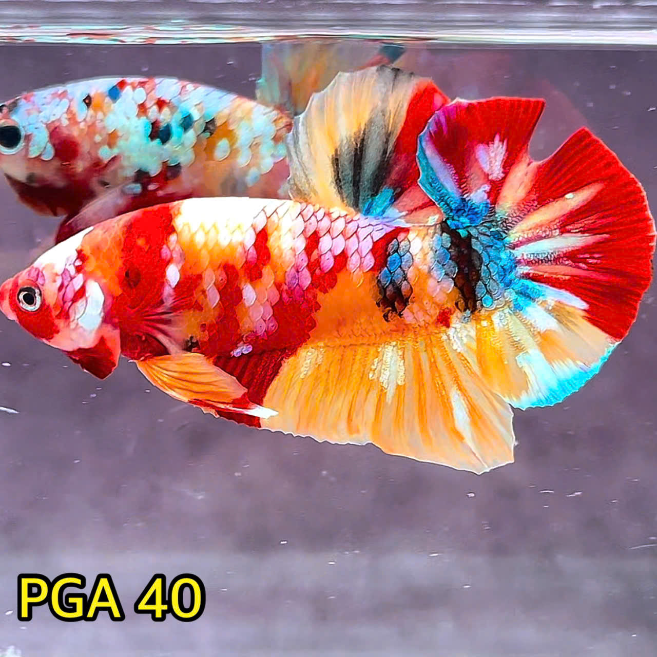 King Giant Plakat Male Betta Fish | You Pick Fish | High Grade