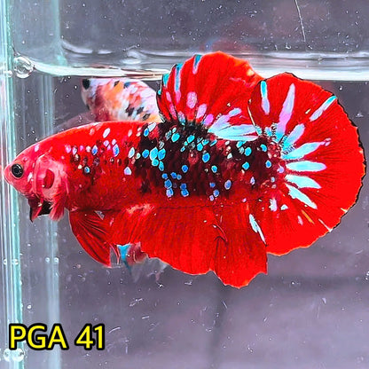 King Giant Plakat Male Betta Fish | You Pick Fish | High Grade