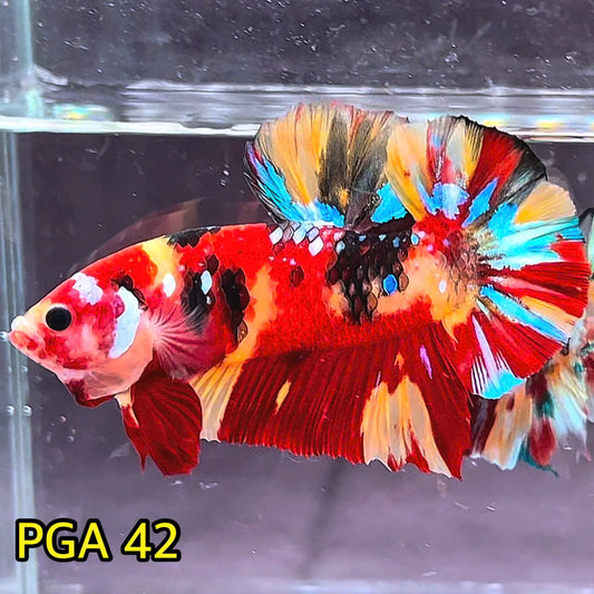 King Giant Plakat Male Betta Fish | You Pick Fish | High Grade