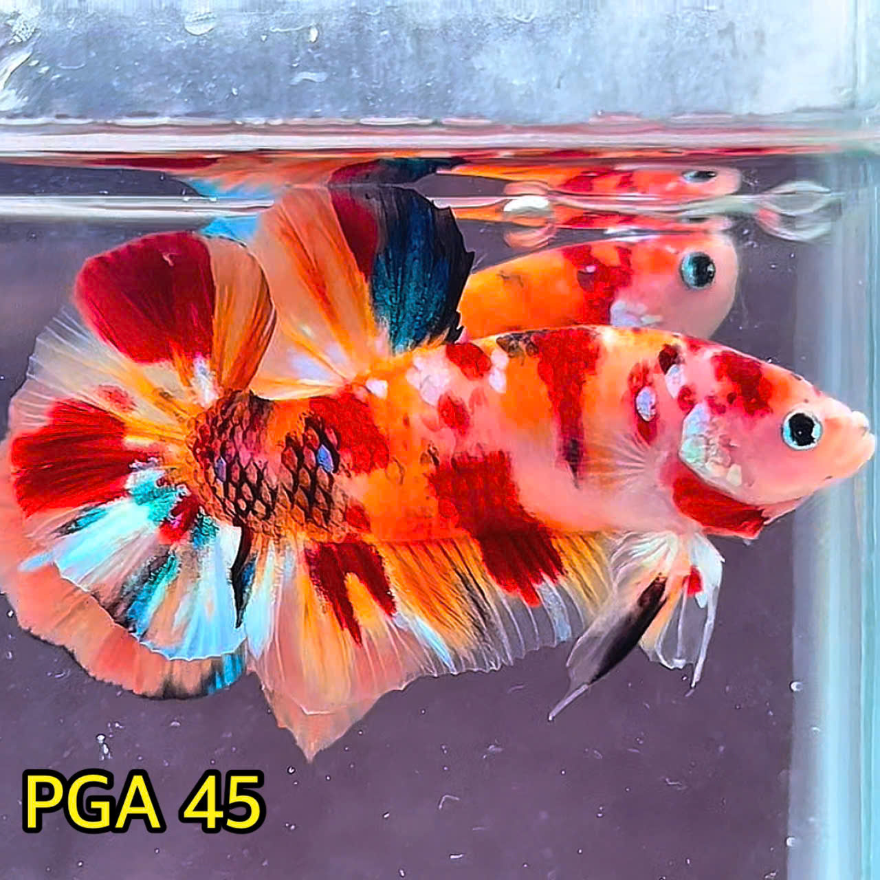 King Giant Plakat Male Betta Fish | You Pick Fish | High Grade