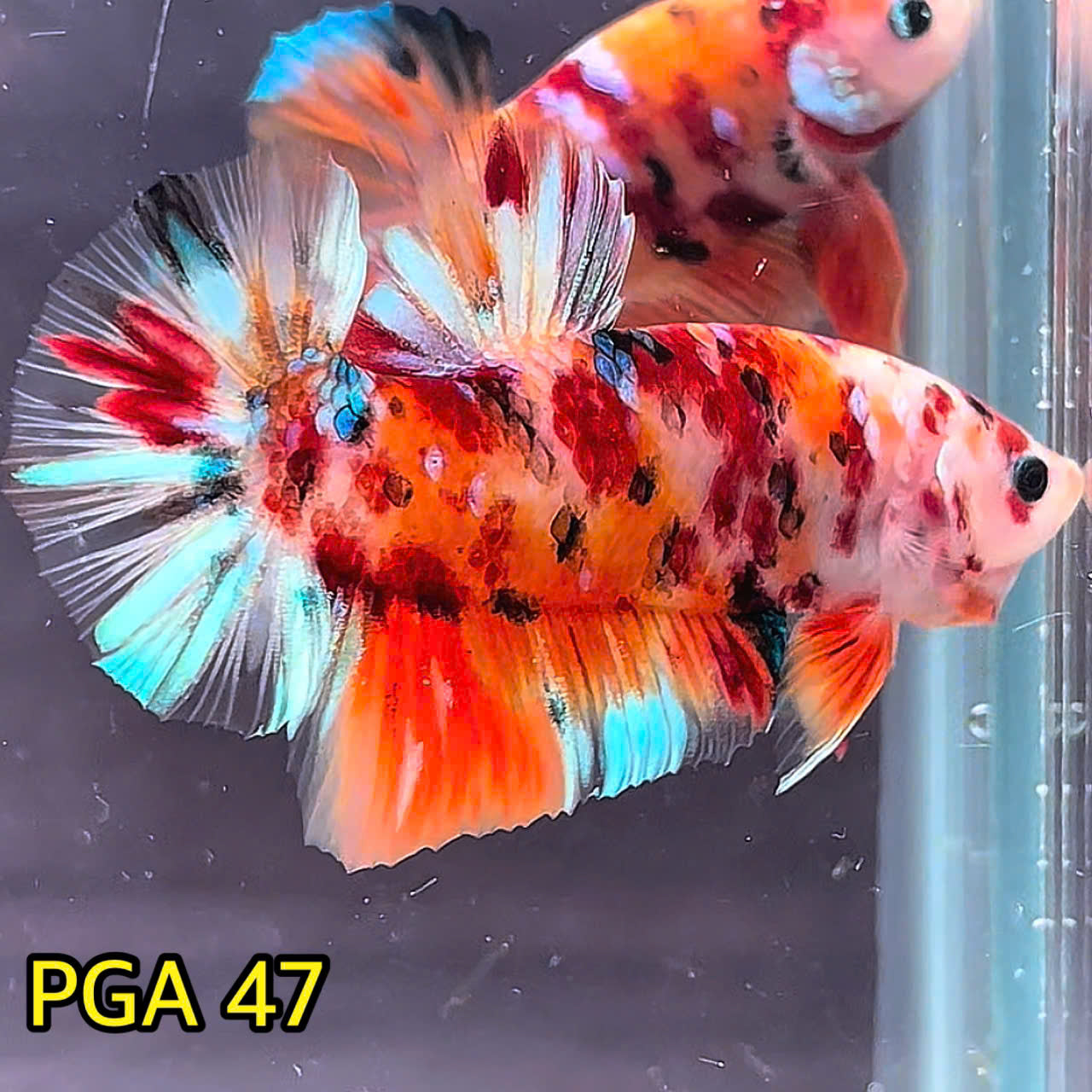 King Giant Plakat Male Betta Fish | You Pick Fish | High Grade