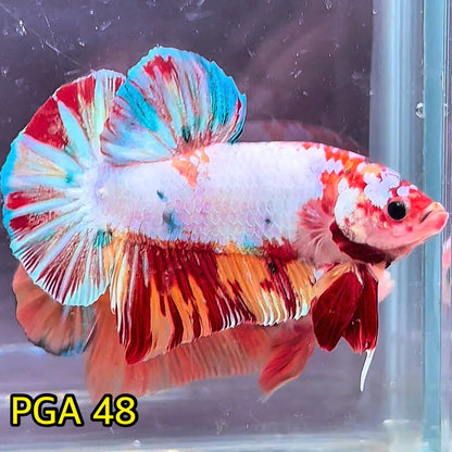 King Giant Plakat Male Betta Fish | You Pick Fish | High Grade