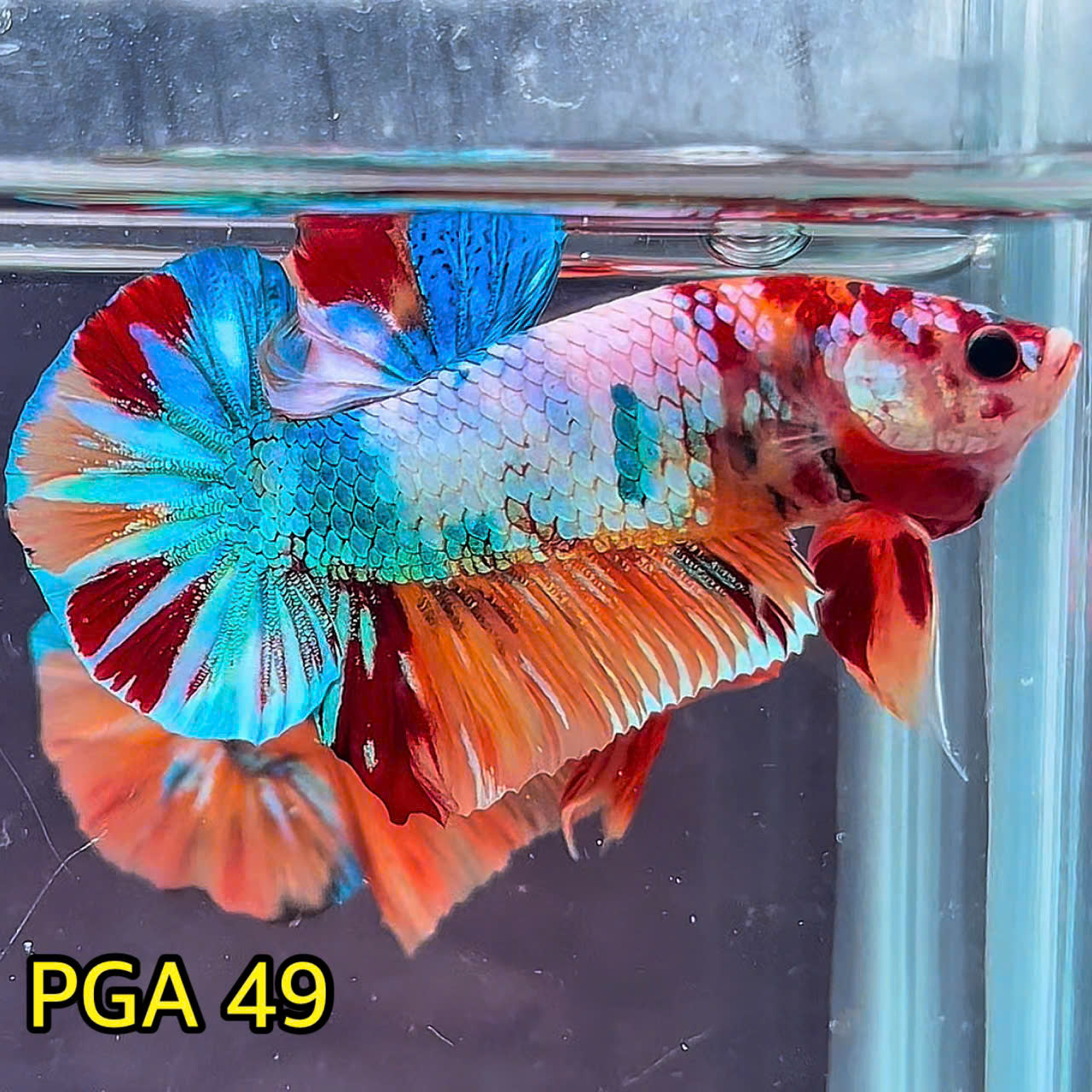 King Giant Plakat Male Betta Fish | You Pick Fish | High Grade