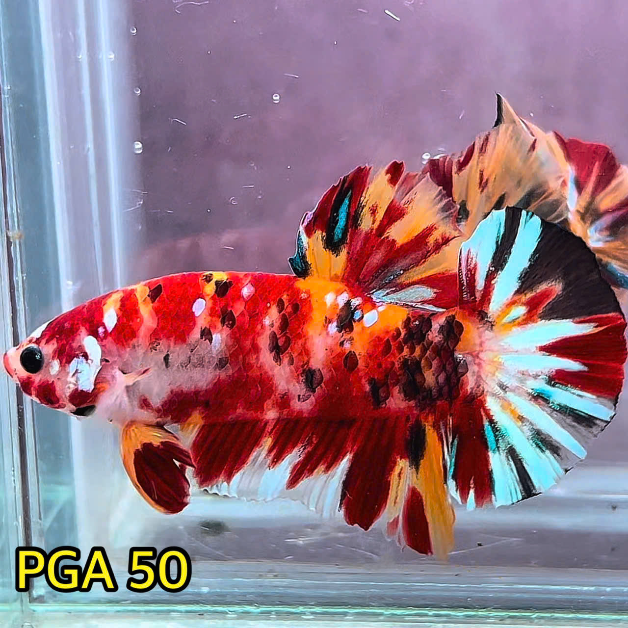 King Giant Plakat Male Betta Fish | You Pick Fish | High Grade