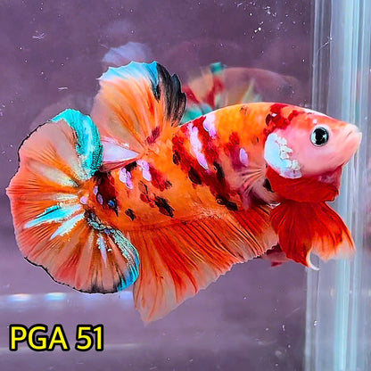 King Giant Plakat Male Betta Fish | You Pick Fish | High Grade