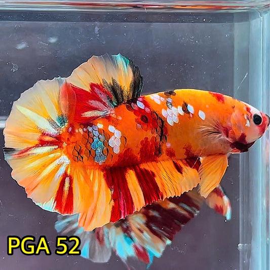 King Giant Plakat Male Betta Fish | You Pick Fish | High Grade