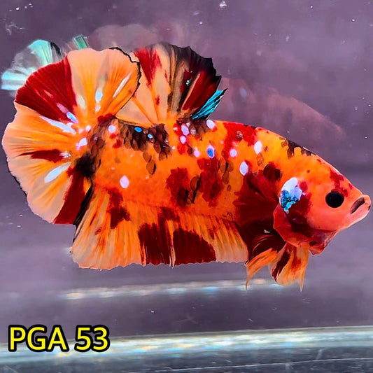 King Giant Plakat Male Betta Fish | You Pick Fish | High Grade