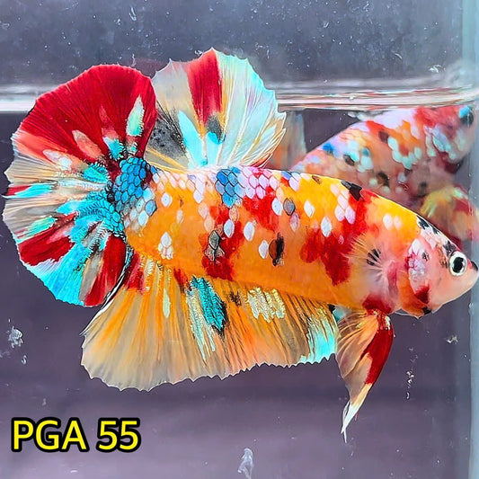 King Giant Plakat Male Betta Fish | You Pick Fish | High Grade